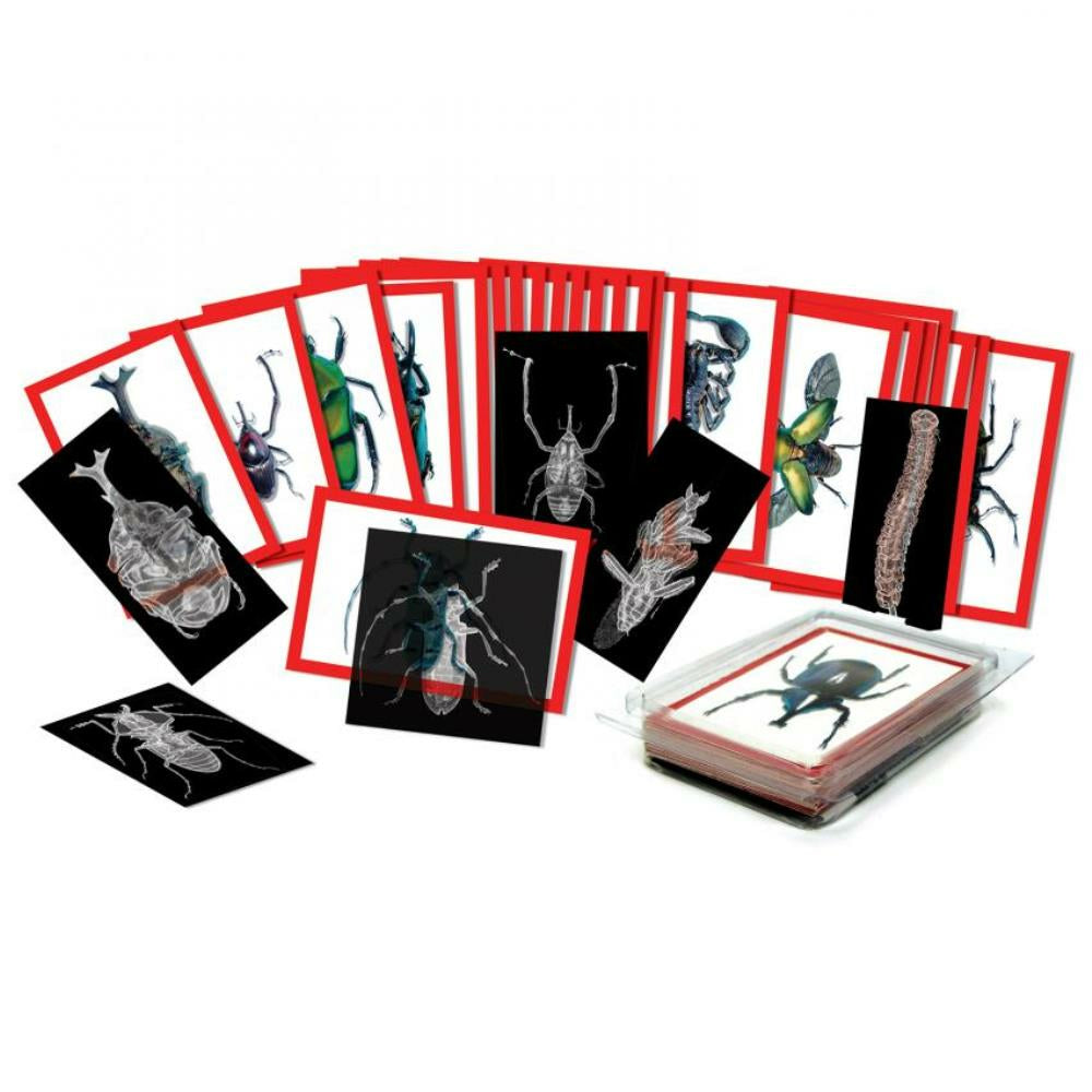Insects X-Rays and Picture Cards Set