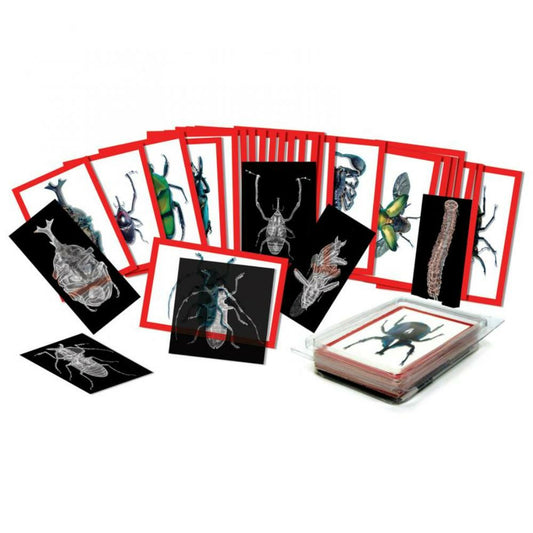 Insects X-Rays and Picture Cards Set