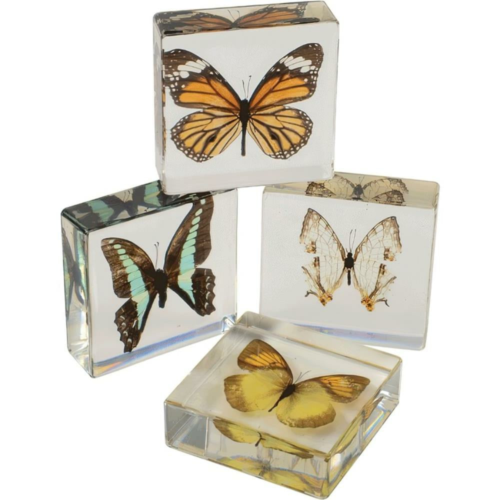 Encased Butterfly Collection, 4/set