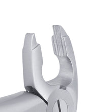 Load image into Gallery viewer, 36 Serrated Lower Premolars Extraction Forcep
